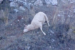 Yaylaya İnen Kurtlar 60 Koyunu Telef Etti