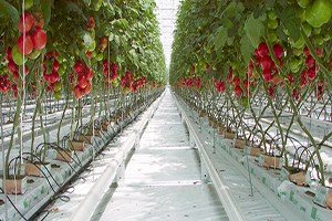 Örtü Altı Üretim Arttı