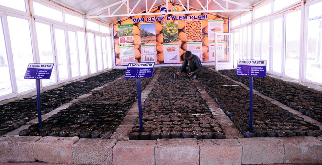 Yüzüncü Yıl Üniversitesi nde 21 Bin Ceviz Tohumu Dikildi