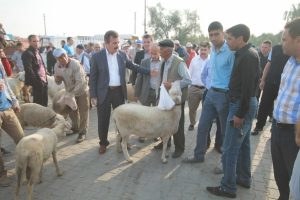 Şap Tehlikesi Hayvan Pazarı Kapatıldı