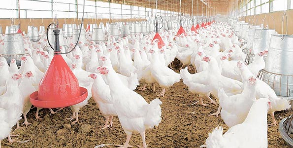 Kuş Gribinin Vurduğu Tavuk Sektörü Sıkıntıda