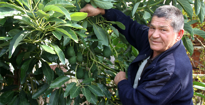 Avokado Tarla Günü Düzenlendi