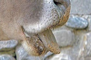 Elazığ da Şap Hastalığı