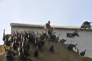 Kandıra nın Ünlü Hindisi Yılbaşına Hazır