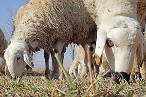 Mera Tecavüzlerine Hapis Cezası Gelsin