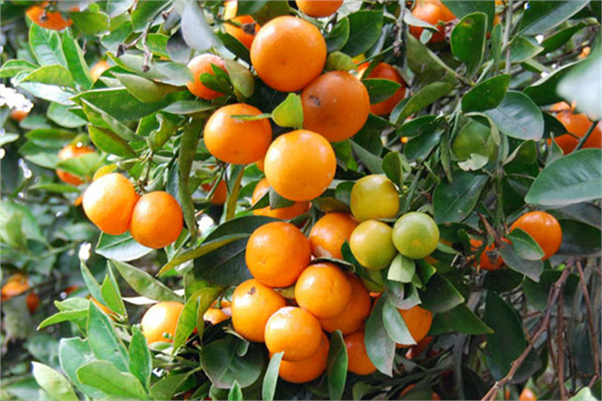 Alınan Önlem Üreticinin Ateşini Söndürmedi