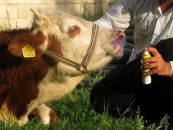 Hayvancılıkta Şap Hastalığı Alarmı Verildi