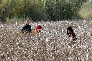Beyaz Altına Rekor Fiyat