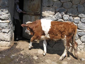 Sivas ta Şap Hastalığı 11 Hayvanı Telef Etti