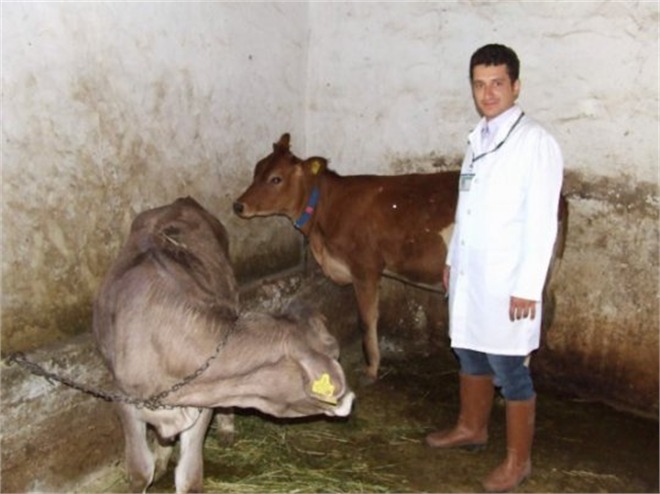 Elazığ da Şap Hastalığı