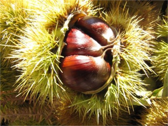 Yüzlerce Kestane Ağacı Yok Oluyor