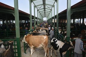 Tavşanlı Hayvan Pazarı Şap Dolayısıyla Kapatıldı