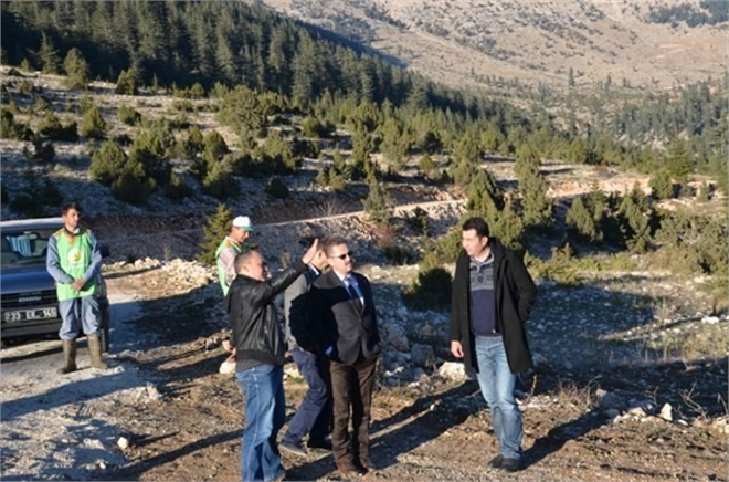 Mersin in Bal Ormanları Artıyor