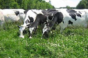 Bursa daki Meralar Islah Ediliyor