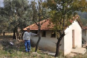 Datça da Armut Ağaçları İkinci Kez Meyve Verdi