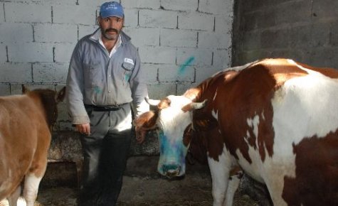 Dörtyol da Şap Hastalığına Rastlandı