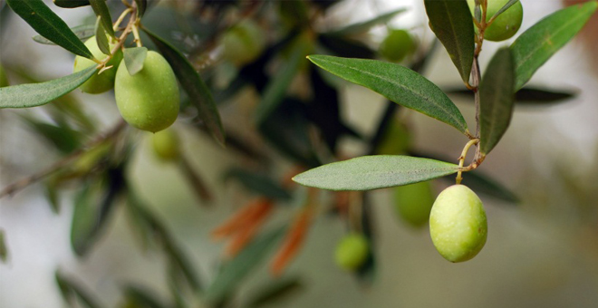 Hassa Zeytincilikte İddialı