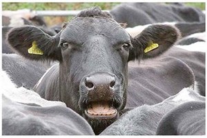 Yetki Karmaşası Hayvancılığa Zarar Veriyor