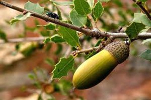 Gülşehir de Meşe Palamudu Ekimi Yapıldı