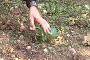 Suriyeliler İçin Mikro Tarım Projesi