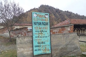 Tosya Hayvan Pazarı Şap Hastalığı Nedeniyle Karantinaya Alındı