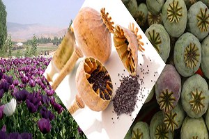 Vitamin Ve Mineral Deposu Haşhaş