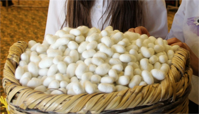 İpek Böceği Yetiştiriciliğine Valilik Desteği