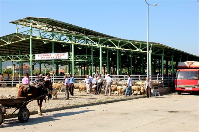 Sarıgöl de Şap Hastalığı Önlemi