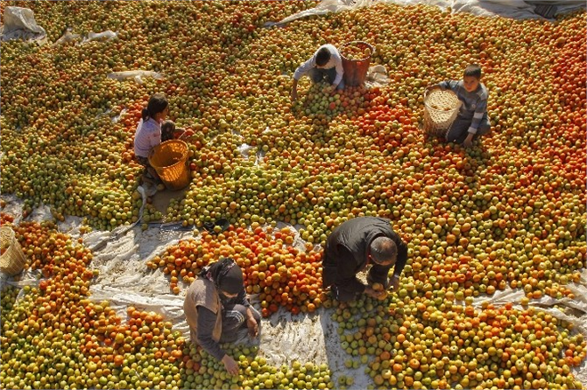 Milas ta 2016 Yılı ÇKS Kayıtları Başladı