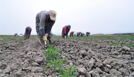 Kış Kurak Geçiyor Çiftçi Yağış Bekliyor