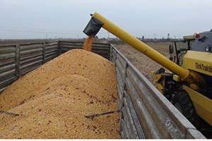 Kızıltepe Ovasında Mısır Dane Kaybı Denetimi Yapıldı