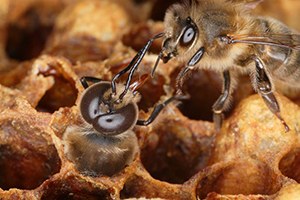 Ereğli de Arı Yetiştiriciliği Kursu