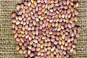 Niksar dan Mahlep Çekirdeği İhracatı