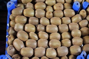 Ordu Kividen 13 Milyon Lira Kazandı