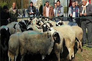 Safkan Damızlık Koçlar Selçuk ta Dağıtıldı