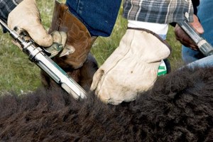 Seydişehir de Şap Aşılama Çalışması Sona Erdi