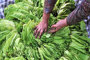 Saruhanlı da Tütün Alımına Başlandı