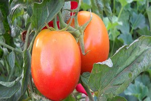 Domates Tohumunda İsrail Ayrıcalığı