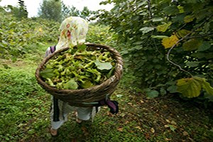 Fındık Üreticisine Dekar Başına 170 TL Destek