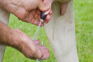 Bartın da Kaliteli Ve Güvenilir Çiğ Süt Üretimi Konferansı