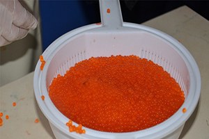 Bafra dan Almanya ya Havyar İhraç Edilecek