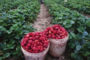 Dörtyol da Çilek Üretimi