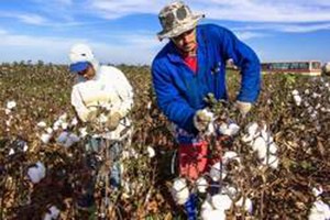 Pamuk İthalatı 1 7 Milyar Dolar