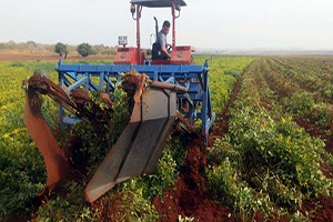 Reyhanlı da Yer Fıstığı Yetiştiriciliği Yaygınlaşıyor