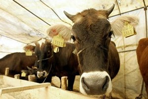 Kırıkkale de Sonbahar Şap Aşılama Kampanyası