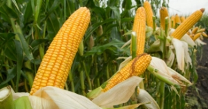 Dünya Mısır Üretimi Düşecek Mi