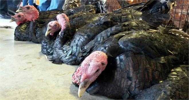 Fiyatları Düşen Hindiler Elde Kaldı