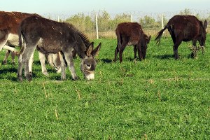 Adana da Eşek Çiftliği Kuruldu