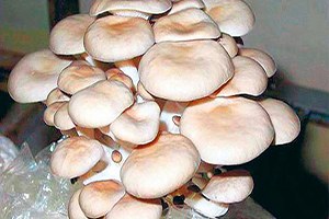 Yenice de Çiftçilere İstiridye Mantarı Dağıldı