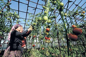 Rus Ambargosuna Sera Aşısı